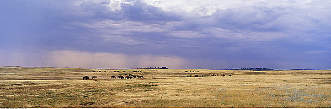 水牛,草原,卡斯特州立公园,南达科他,美国