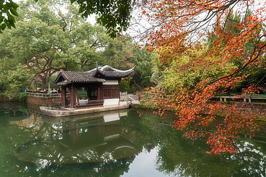 杭州曲院风荷秋景