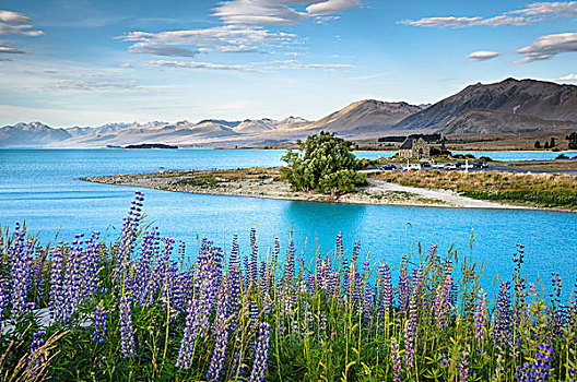 风景,上方,羽扇豆属植物,教堂,青绿色,特卡波湖,坎特伯雷地区,南岛,新西兰,大洋洲
