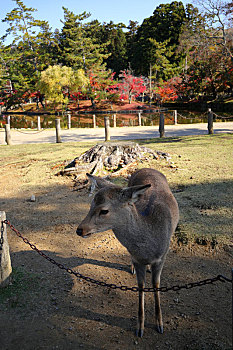 日本奈良东大寺