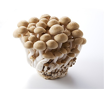 褐色,山毛榉,蘑菇