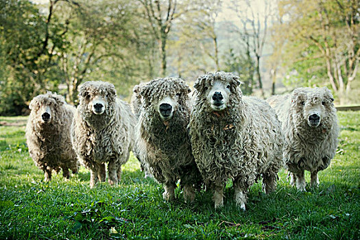 绵羊,达特姆尔高原,英格兰
