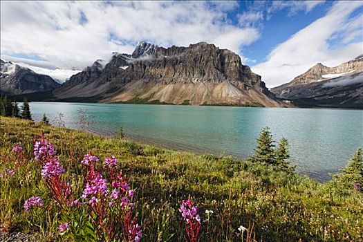弓湖,毛茛属植物,山,夏天,艾伯塔省,加拿大