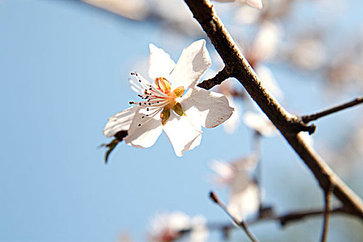 桃花,蓝天