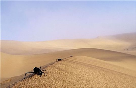 甲虫,水,雾,纳米布沙漠,纳米比亚