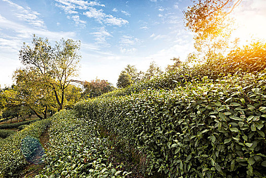 绿茶种植园,山