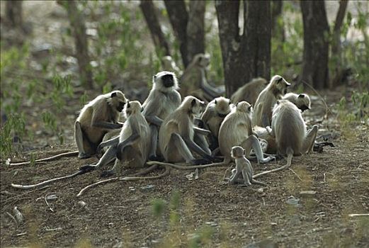 哈奴曼,叶猴,长尾叶猴,家庭,群,修饰,伦滕波尔国家公园,印度