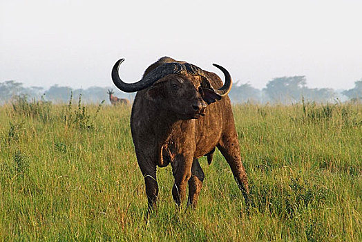 非洲水牛,乌干达