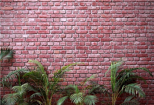砖墙,棕榈树