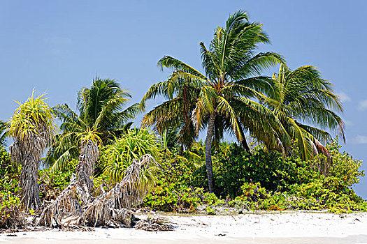 岛屿,马尔代夫,海滩,棕榈树,南马累环礁,群岛,印度洋,亚洲