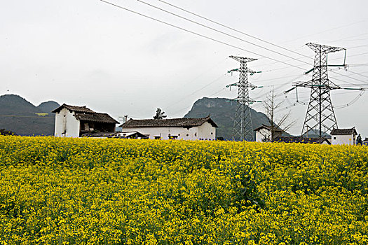 云南罗平县,乡村公路旁,油菜地,高压电柱,徐学哲摄影,尼康,年月