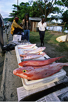 鲜鱼,货摊,安东尼奥港,牙买加