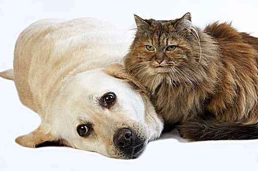 拉布拉多犬,女性,波斯人,家猫,白色背景