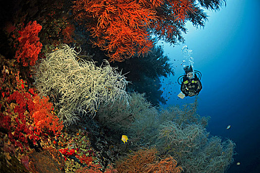 潜水,黑色,珊瑚,宿务岛,省,菲律宾,亚洲