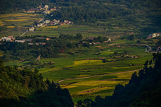 山,油菜花,春天,森林公园,驴友