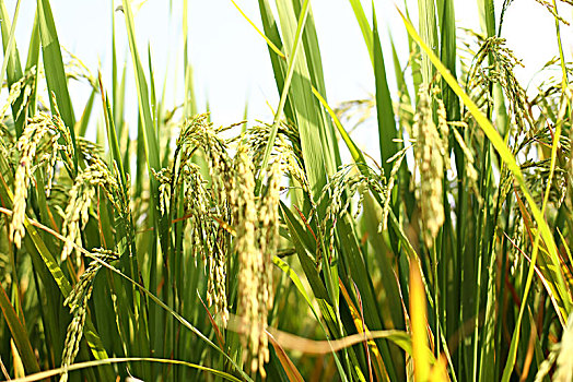 秋天的水稻田