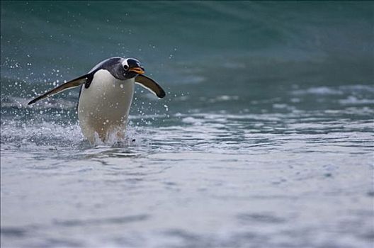 巴布亚企鹅,进入,海浪,鹅卵石,岛屿,福克兰群岛