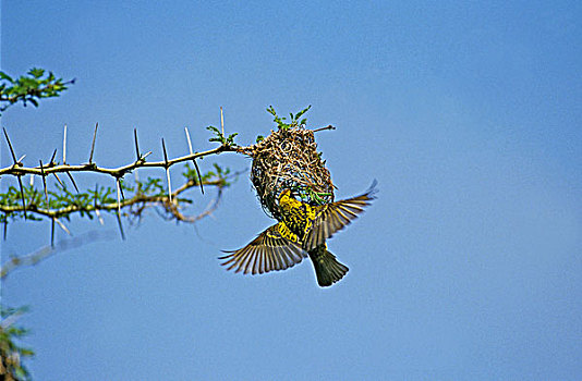 乡村,织布鸟,女性,飞行,巢,坦桑尼亚