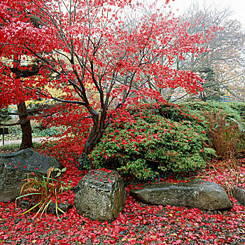 日式庭园,老,植物园