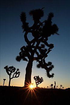 约书亚树,日出,约书亚树国家公园,加利福尼亚,美国,短叶丝兰