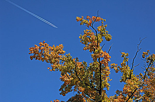 秋叶,枝条,橡树,蓝天,客机,离开,白色,飞行云,上弗兰科尼亚,巴伐利亚,德国,欧洲