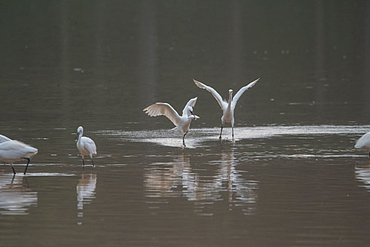 广西梧州,白鹭翩跹生态美