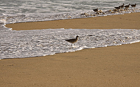 滨鸟,走,海浪,蒙特利湾,美国