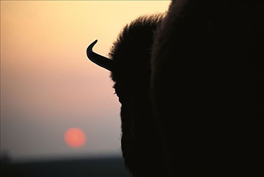 美洲野牛,野牛,日落,南达科他