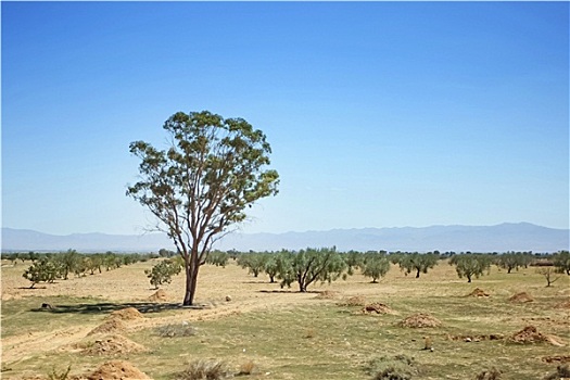 树,撒哈拉沙漠