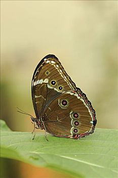 南美大闪蝶,厄瓜多尔,南美