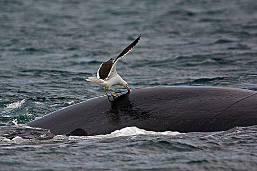 南露脊鲸,水面,海藻,海鸥,挑选,皮肤,瓦尔德斯半岛,阿根廷