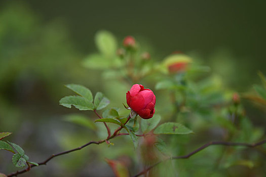 乡村阡陌间的野生蔷薇