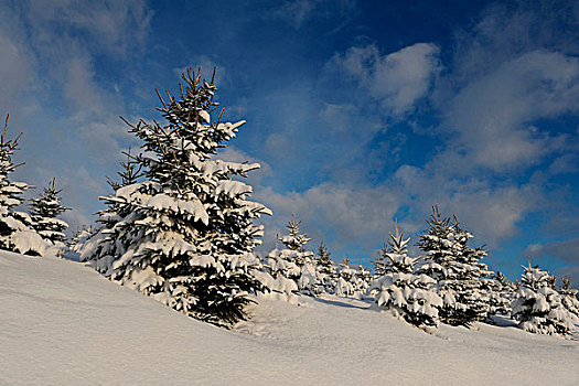 风景,挪威针杉,欧洲云杉,雪,白天,冬天,普拉蒂纳特,巴伐利亚,德国