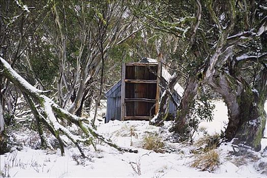 小屋,雪,橡胶树,冬天,维多利亚,澳大利亚