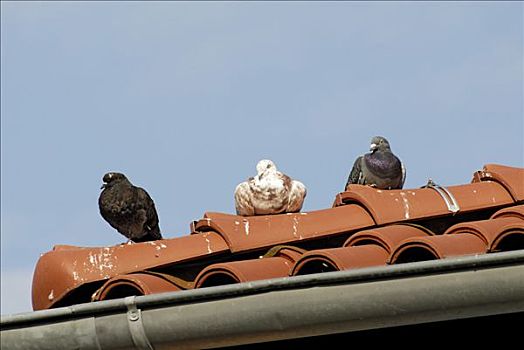 三个,鸽子,坐,屋顶,德国