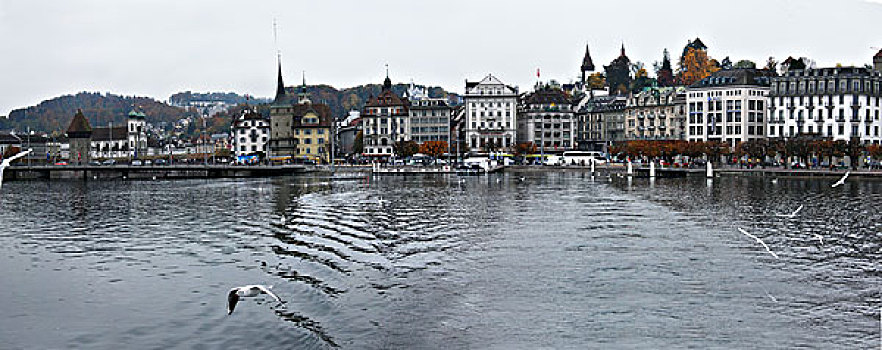 瑞士琉森河上海鸥