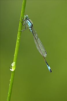 蓝色,尾巴,蜻蛉,长叶异痣蟌