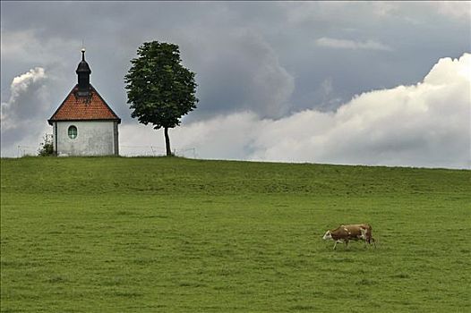 放牧,母牛,草场,小教堂,树,巴伐利亚,德国