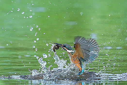 翠鸟捕鱼出水