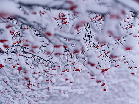 积雪,欧洲花楸