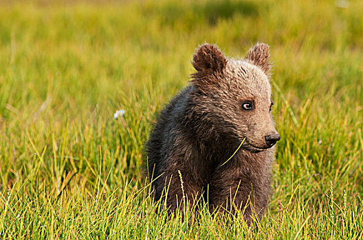 大灰熊,幼兽,棕熊,草地,阿拉斯加,美国