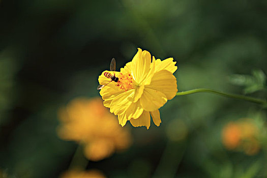 黄波斯菊,硫华菊