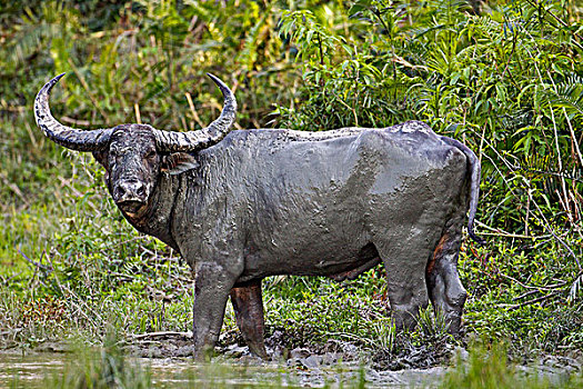 野生,水牛,泥,卡齐兰加国家公园,阿萨姆邦,印度,亚洲
