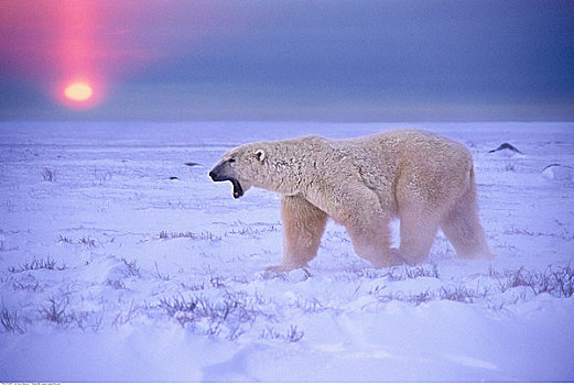 北极熊,走,日落