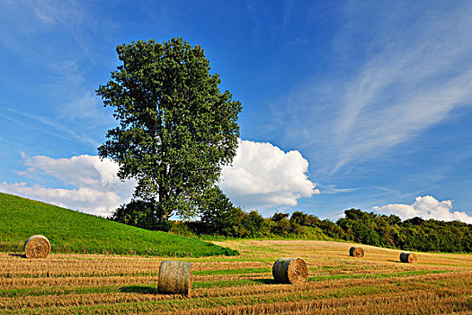 稻草,风景,夏末,奥登瓦尔德,低,山脉,黑森州,德国,地点,树篱