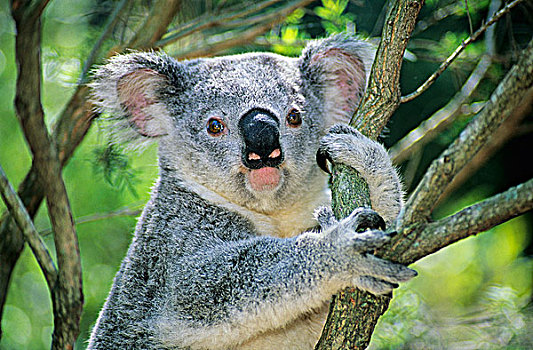 幼小,树袋熊,布里斯班,澳大利亚