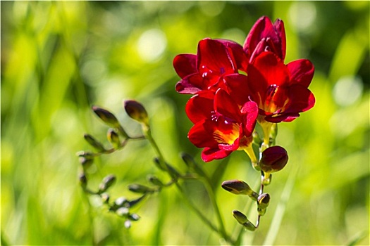红色,小苍兰属植物,花园