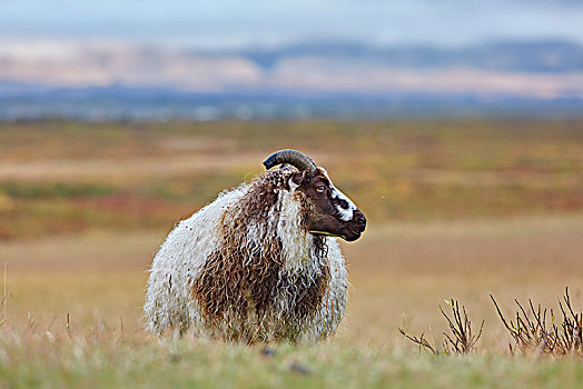 冰岛绵羊,冰岛,欧洲