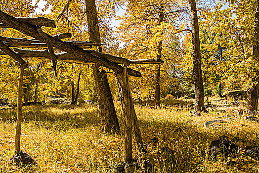 新疆,树林,秋色,黄叶