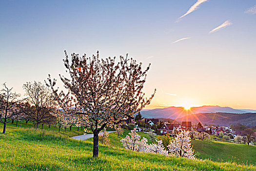 盛开,樱桃树,牧场,日出,春天,瑞士